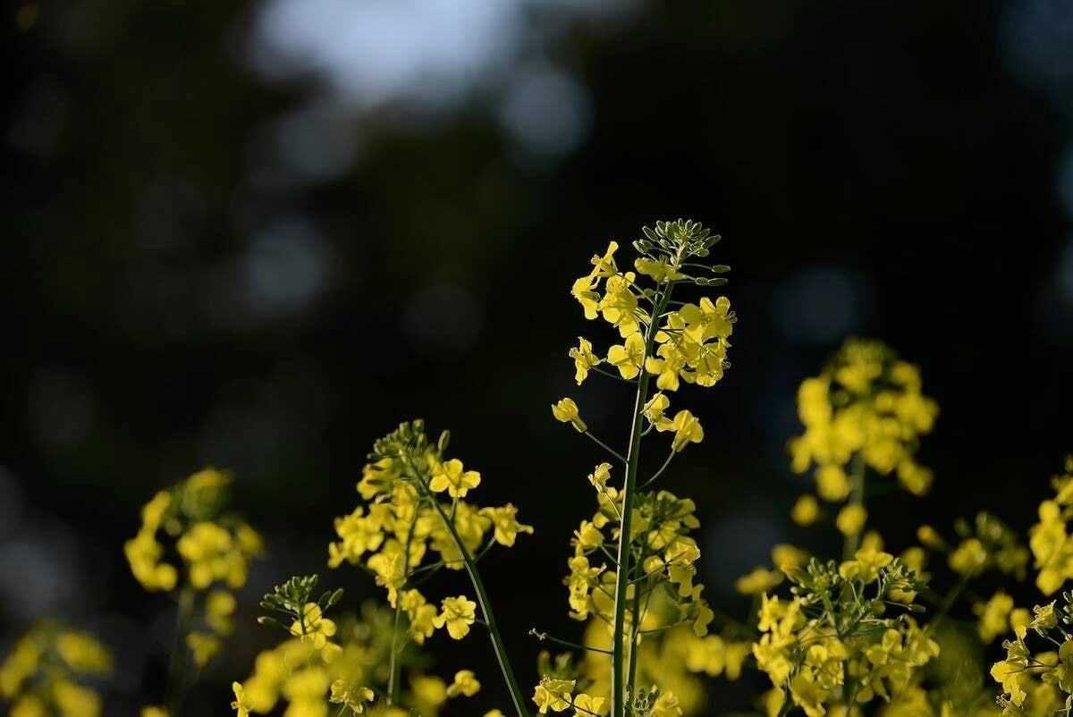 U.S. grains: Corn extends run to one-month top on USDA yield cut