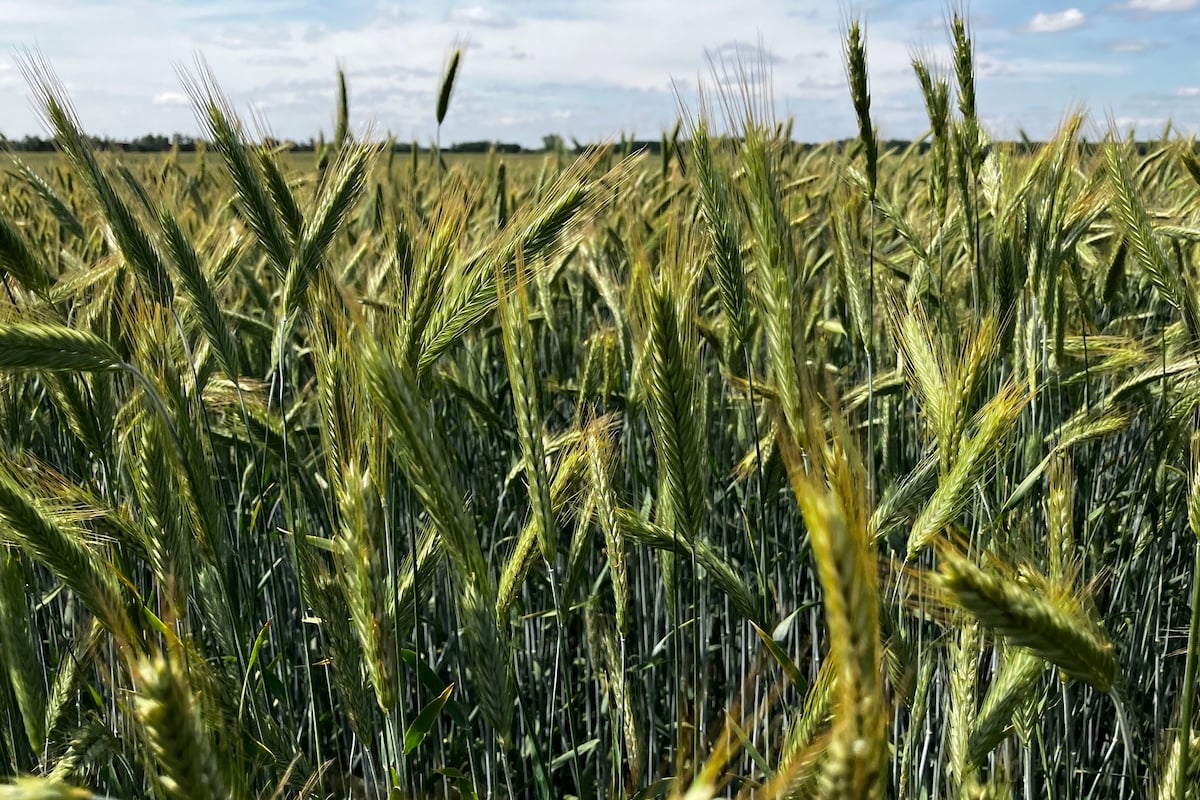 A field of fall rye ripens in June 2025 near Selkirk, Manitoba