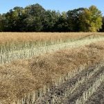 A canola crop partially in swath near St. Adolphe, Man. in September 2023. Pic: Dave Bedard