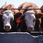A University of Saskatchewan grad student has been researching how to use ergot-affected grain for feedlot cattle. Photo: File