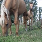 A mare and her foal on pasture board at Mill Stream Stables. (WP photo by Daniel Winters)