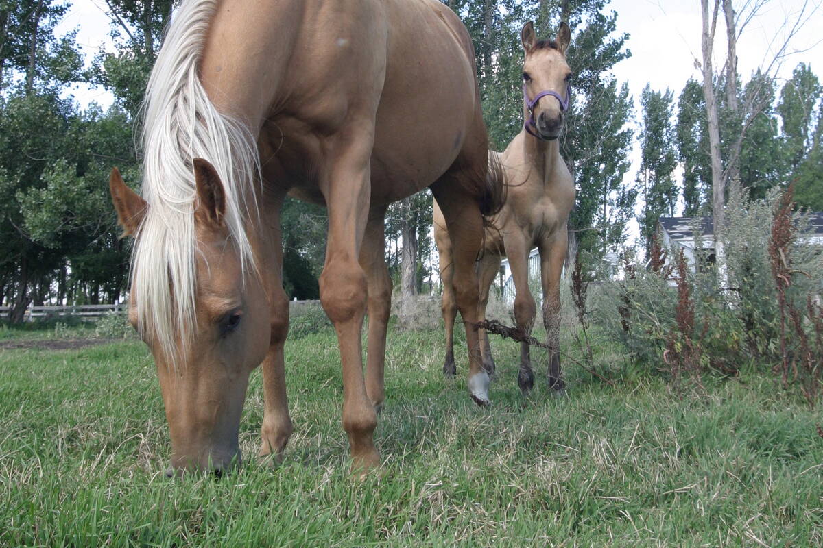 A mare and her foal on pasture board at Mill Stream Stables. (WP photo by Daniel Winters)
