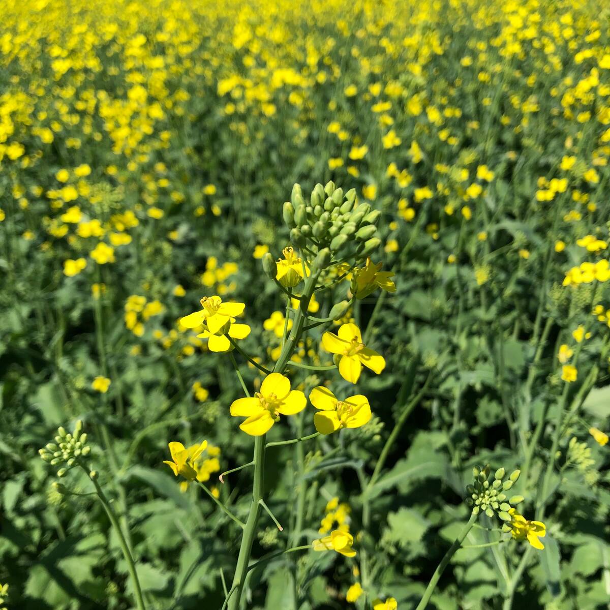 Biofuel manufacturers praised recent measures by Ottawa, but canola growers say they fall short of supporting farmers. Photo: File