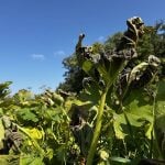 Pumpkin leaves impacted by frost shrivel in a garden in central Manitoba.
