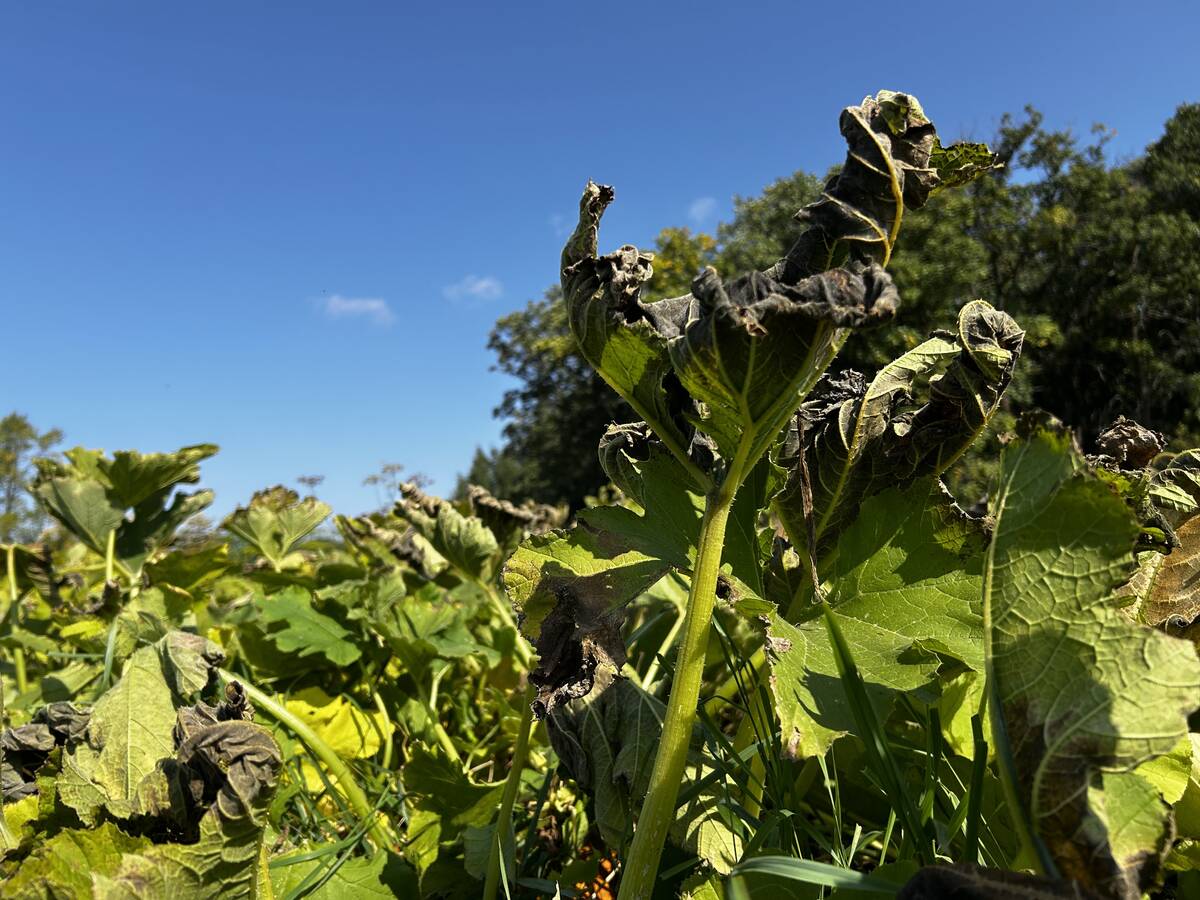 Pumpkin leaves impacted by frost shrivel in a garden in central Manitoba.