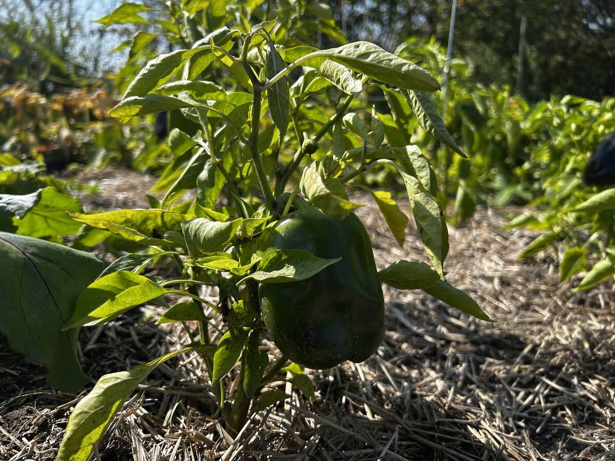 A pepper plant enjoys the return of sun and warmth following plunging temperatures in the second week of September. Photo: Alexis Stockford
