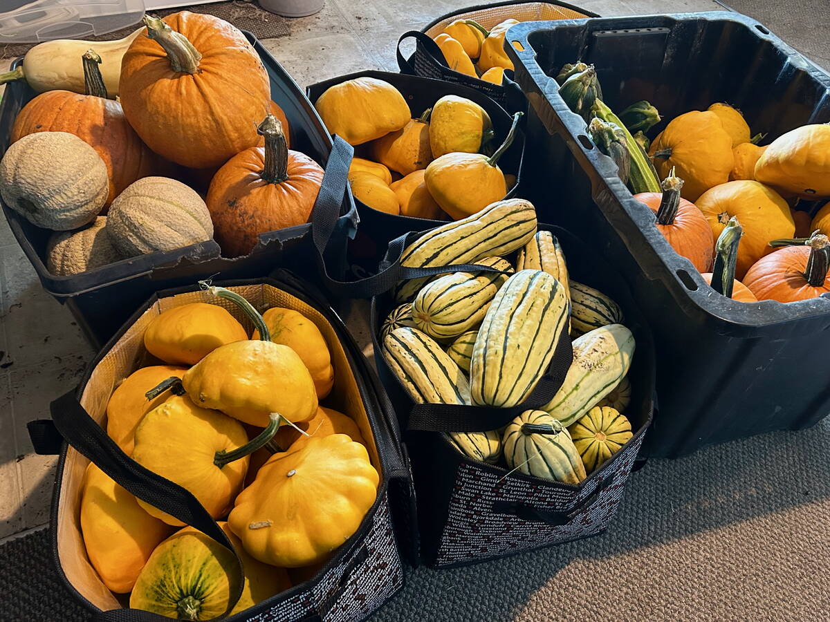Pumpkin, squash, zucchini and cantaloupe sit piled in bins following a frantic harvest Sept. 6 in an attempt to beat the second frost scare of the week. Photo: Alexis Stockford