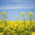 Canola crop blooming.