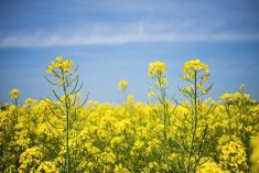 Canola crop blooming.