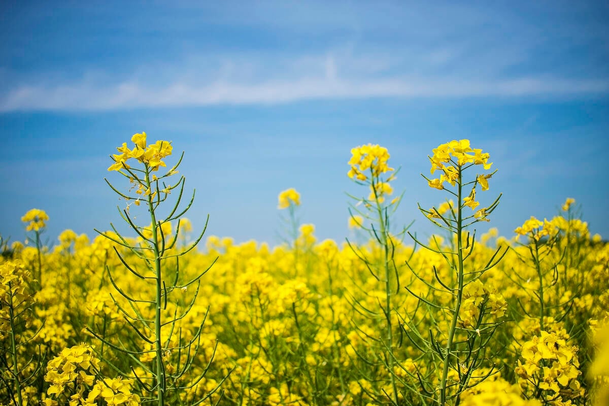 Canola crop blooming.