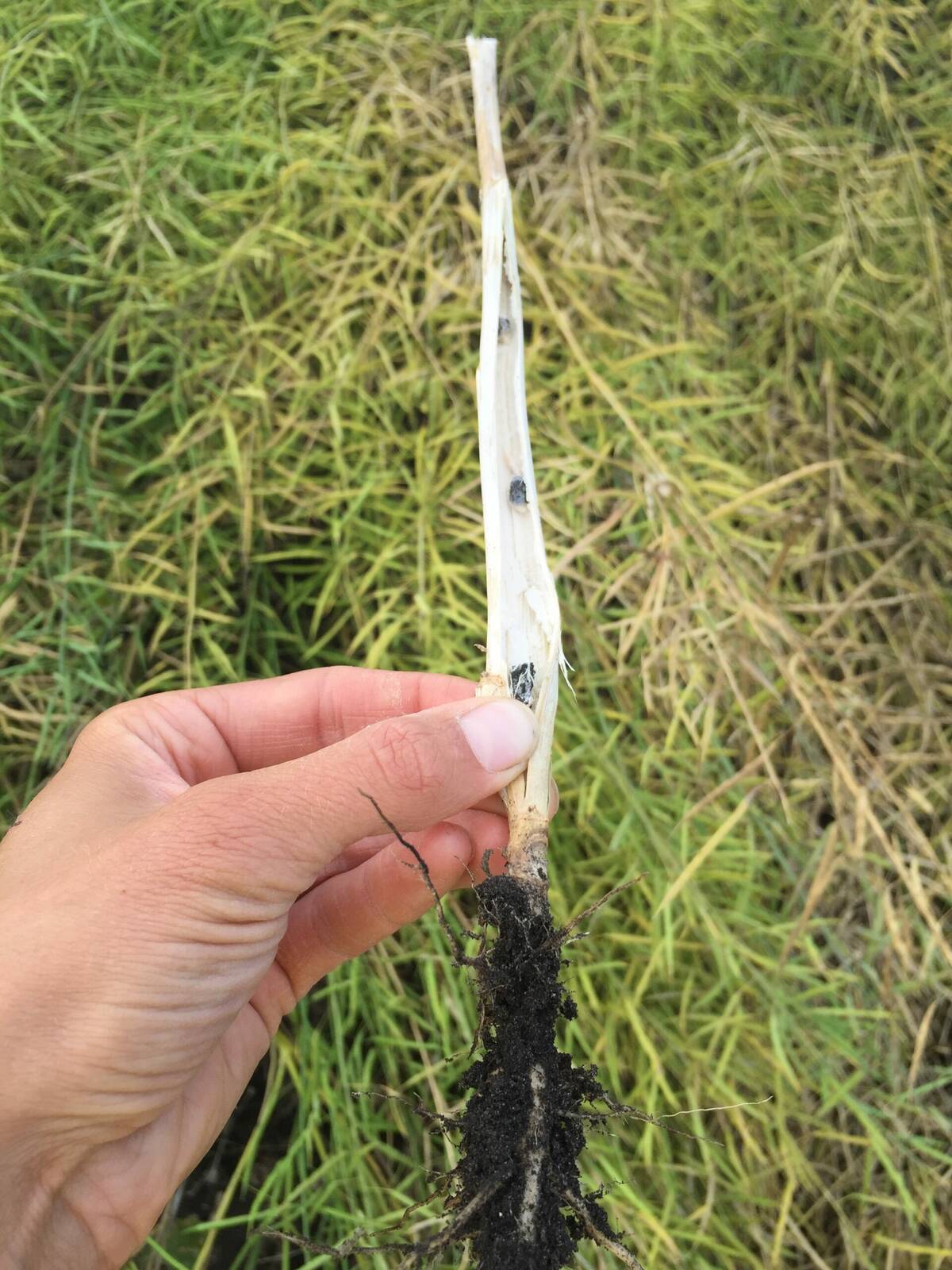 Sclerotia bodies on a canola plant. Photo: Canola Council of Canada