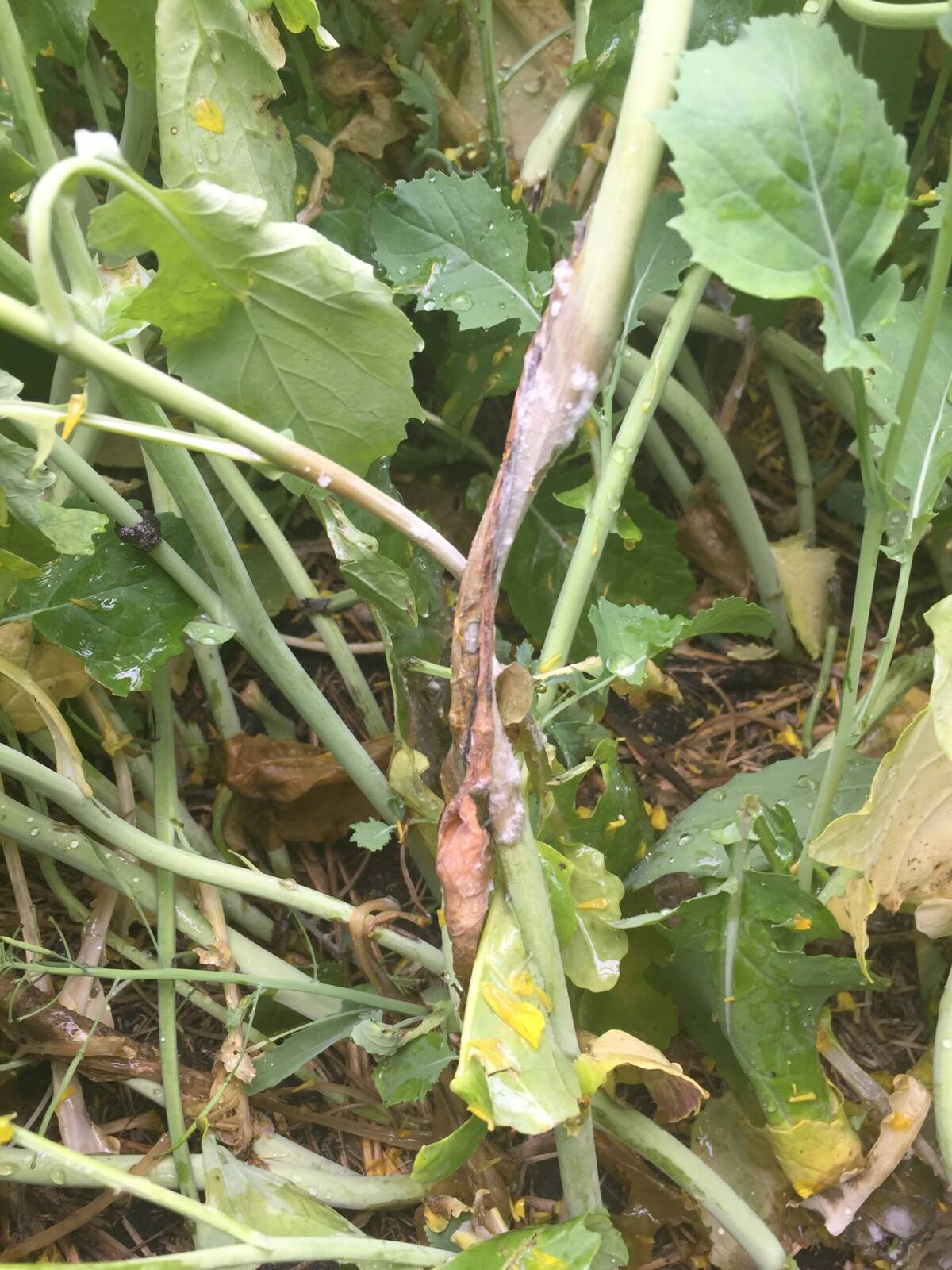 Stem lesions on a canola plant, caused by sclerotinia.Photo: Canola Council of Canada