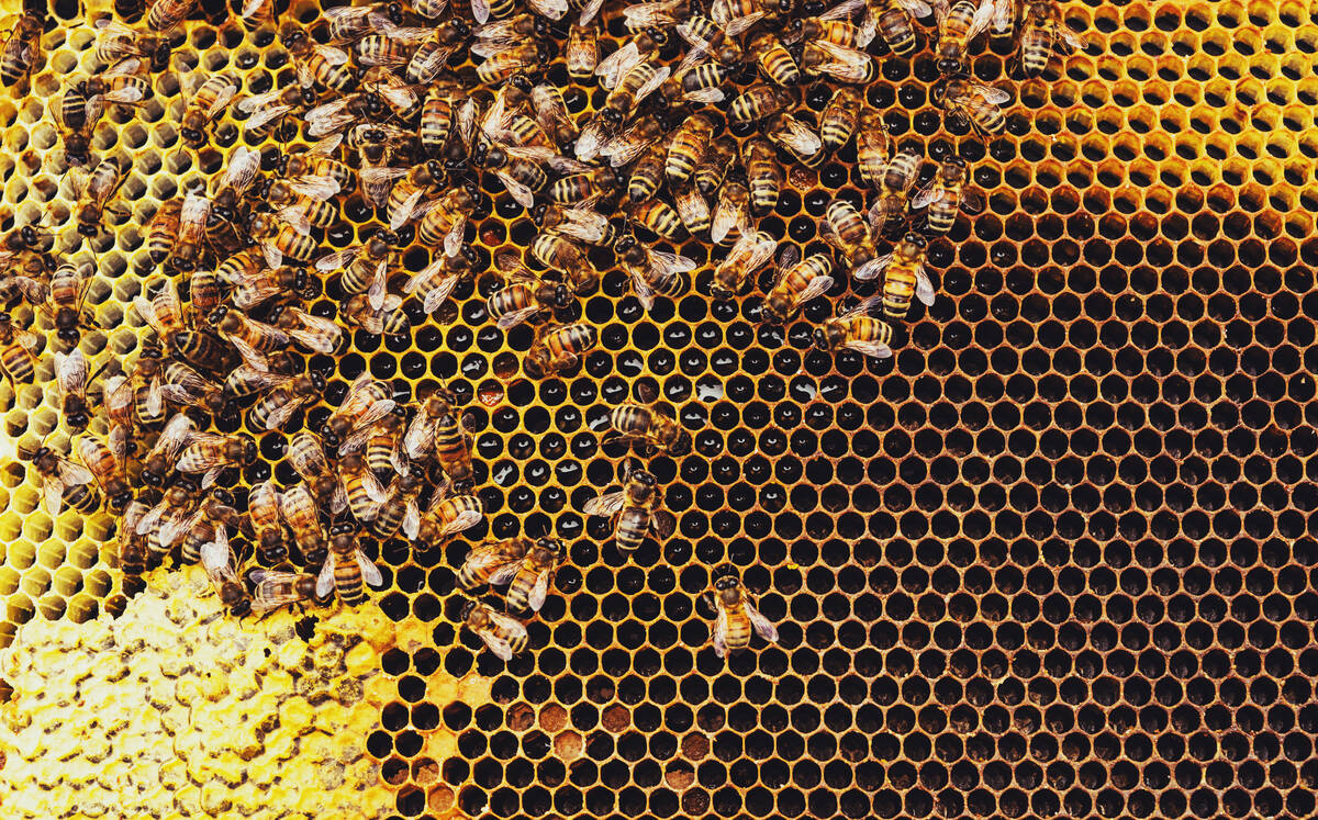 Hog producer Puratone enters creditor protection