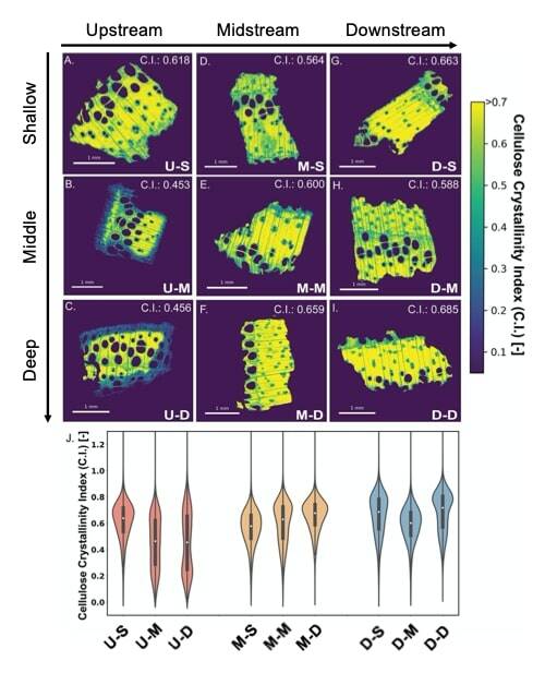 Visualization of wood degradation shown thanks to synchrotron x-ray technology. Photo: Matthew Reid