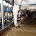 The cows at Philipsen Farm dairy near Lacombe, Alta., line up evenly in the two by 12 parallel milking parlour March 7, while being milked. Daily average production on this farm is 35 kilograms per cow.