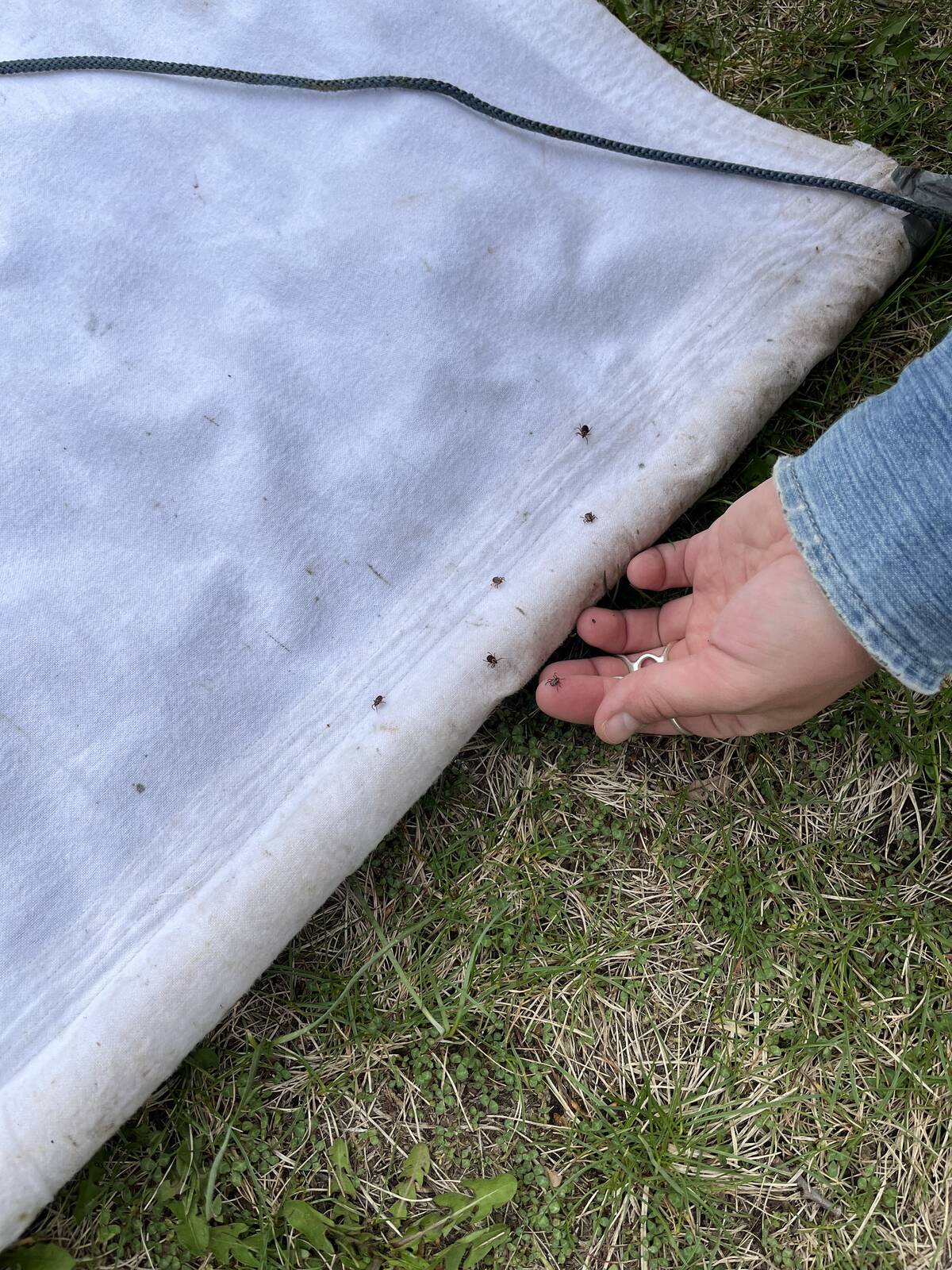 Ticks are collected in a pasture. Ticks are known to be biological vectors for Anaplasma marginale, the bacteria that causes anaplasmosis. Kateryn Rochon