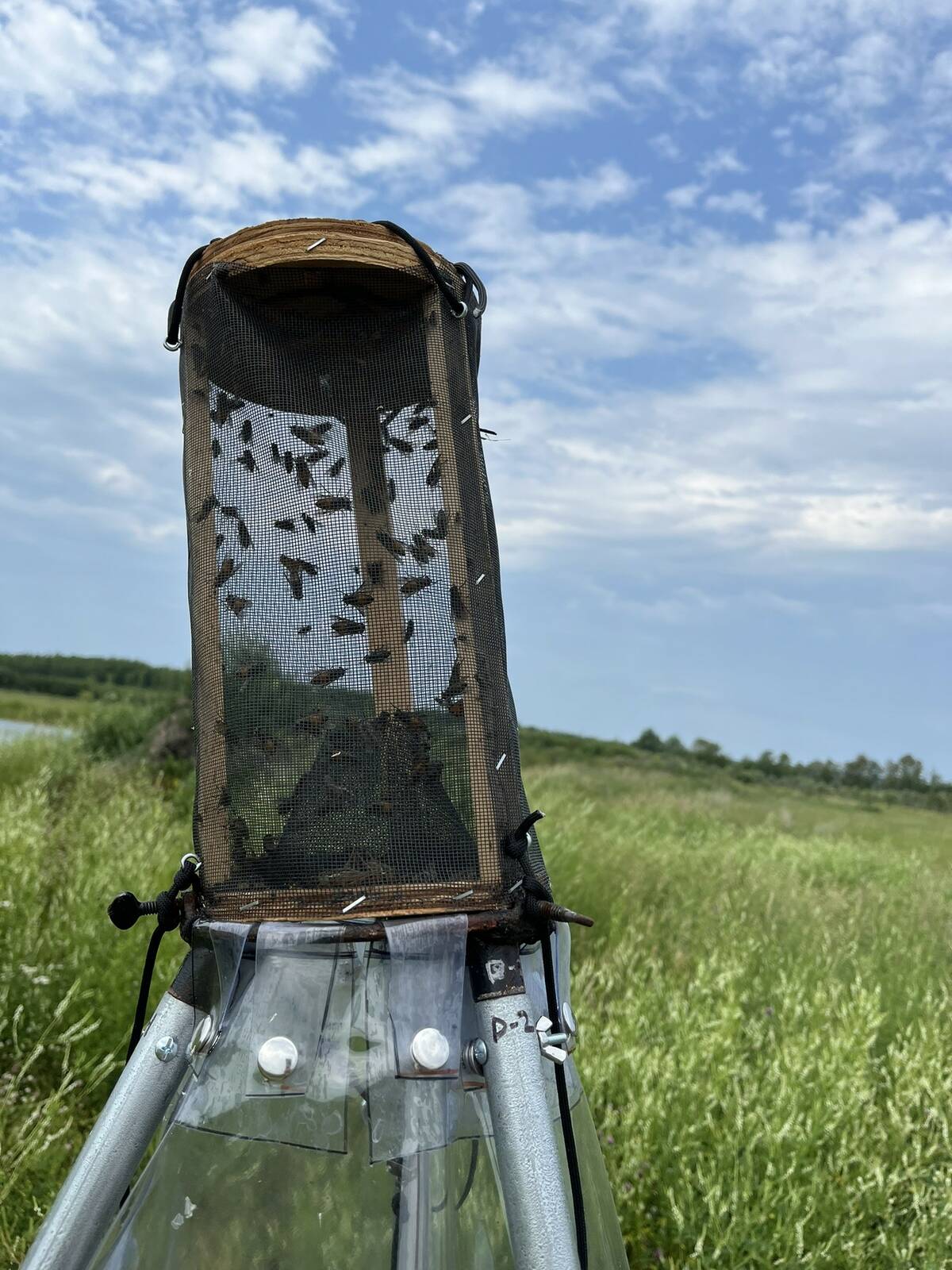 Flies were captured to then be taken to a lab and examined for traces of anaplasmosis. Kateryn Rochon