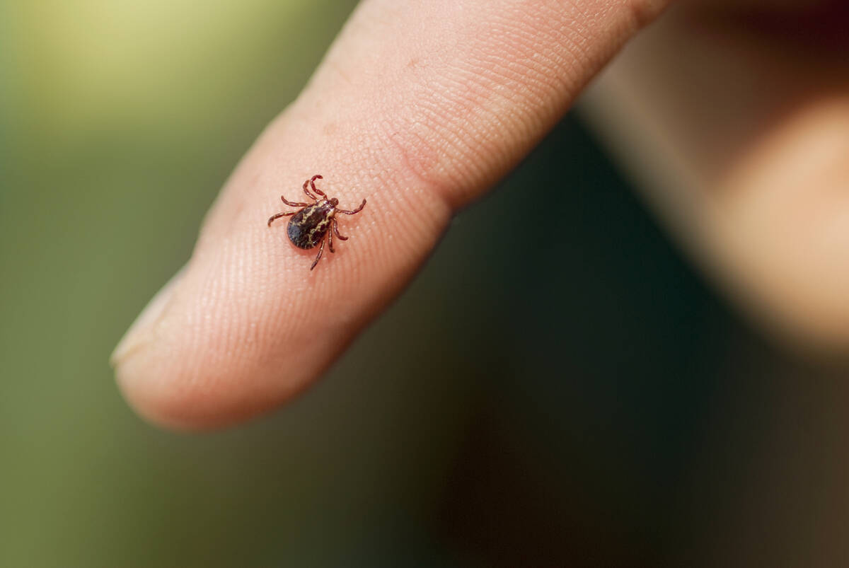 American dog ticks are common parasites of livestock, pets and people in Manitoba, as well as a known problem species for spreading anaplasmosis. ArtBoyMB/iStock/Getty Images