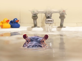 canadian house hippo