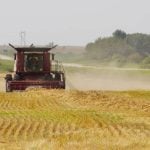 A swathed cereal crop is combined in west-central Manitoba Aug. 30. Photo: Alexis Stockford