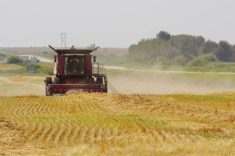 A swathed cereal crop is combined in west-central Manitoba Aug. 30. Photo: Alexis Stockford