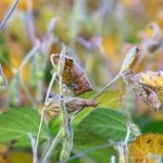 A soybean crop in central Manitoba Sept. 9, several days after frost hit the region. Photo: Alexis Stockford