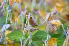 A soybean crop in central Manitoba Sept. 9, several days after frost hit the region. Photo: Alexis Stockford