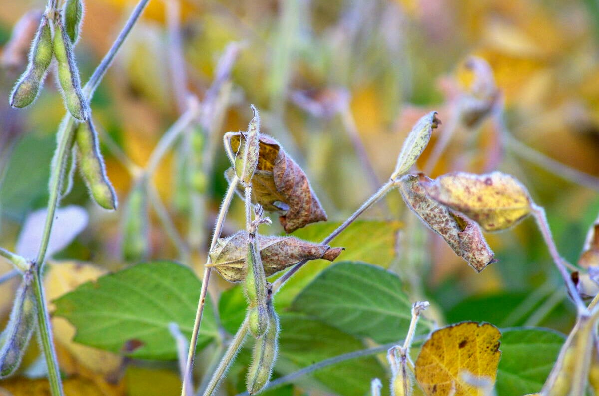 A soybean crop in central Manitoba Sept. 9, several days after frost hit the region. Photo: Alexis Stockford