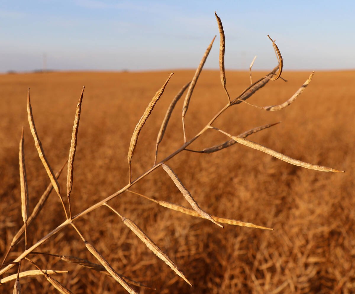 Canola pod.