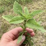 AgGronomyTV: Waterhemp tightens its grip on Manitoba fields