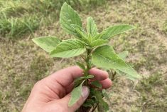 AgGronomyTV: Waterhemp tightens its grip on Manitoba fields