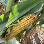 Corn at Bayer site, COFS 2025