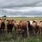 Beef cattle line up at a pasture fence. Photo Diana Martin