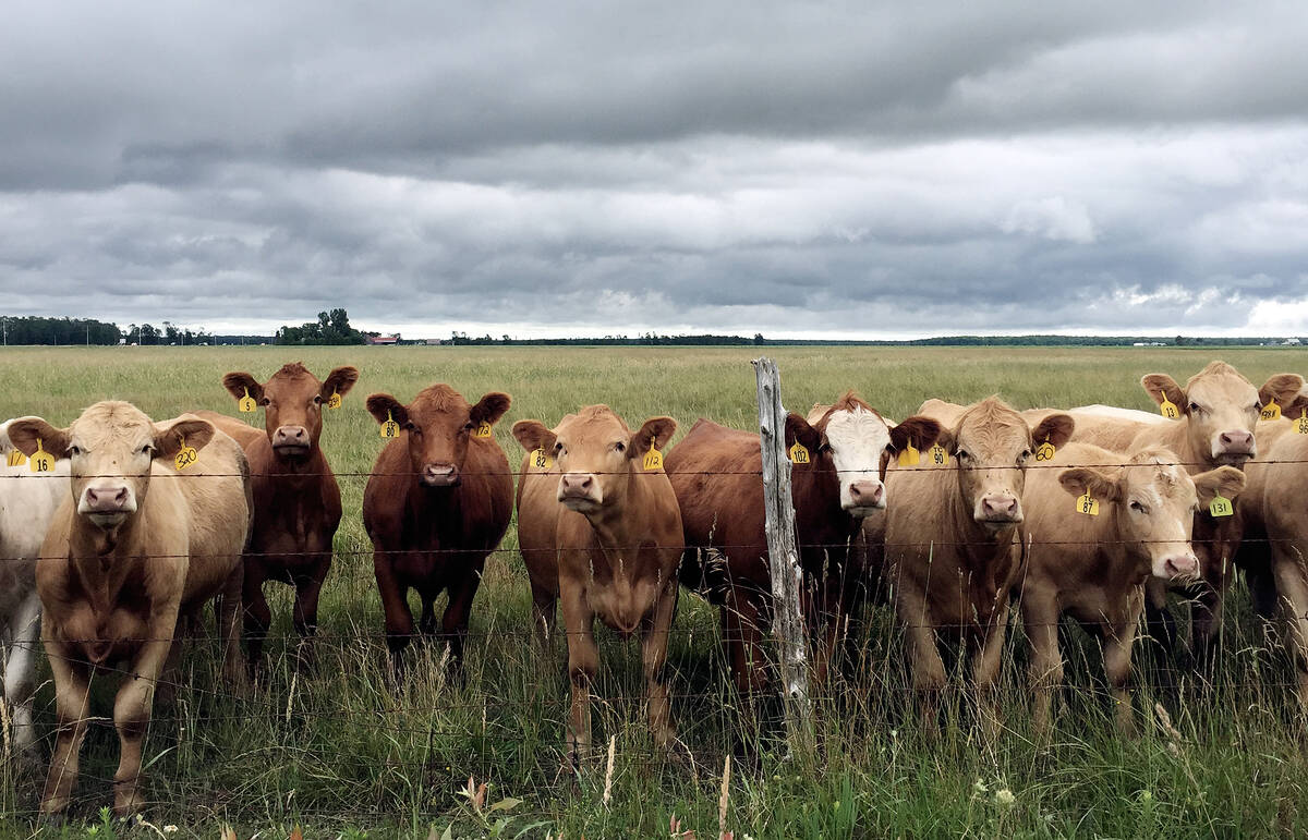 Beef cattle line up at a pasture fence. Photo Diana Martin
