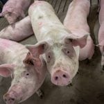 pigs