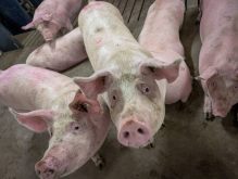 pigs