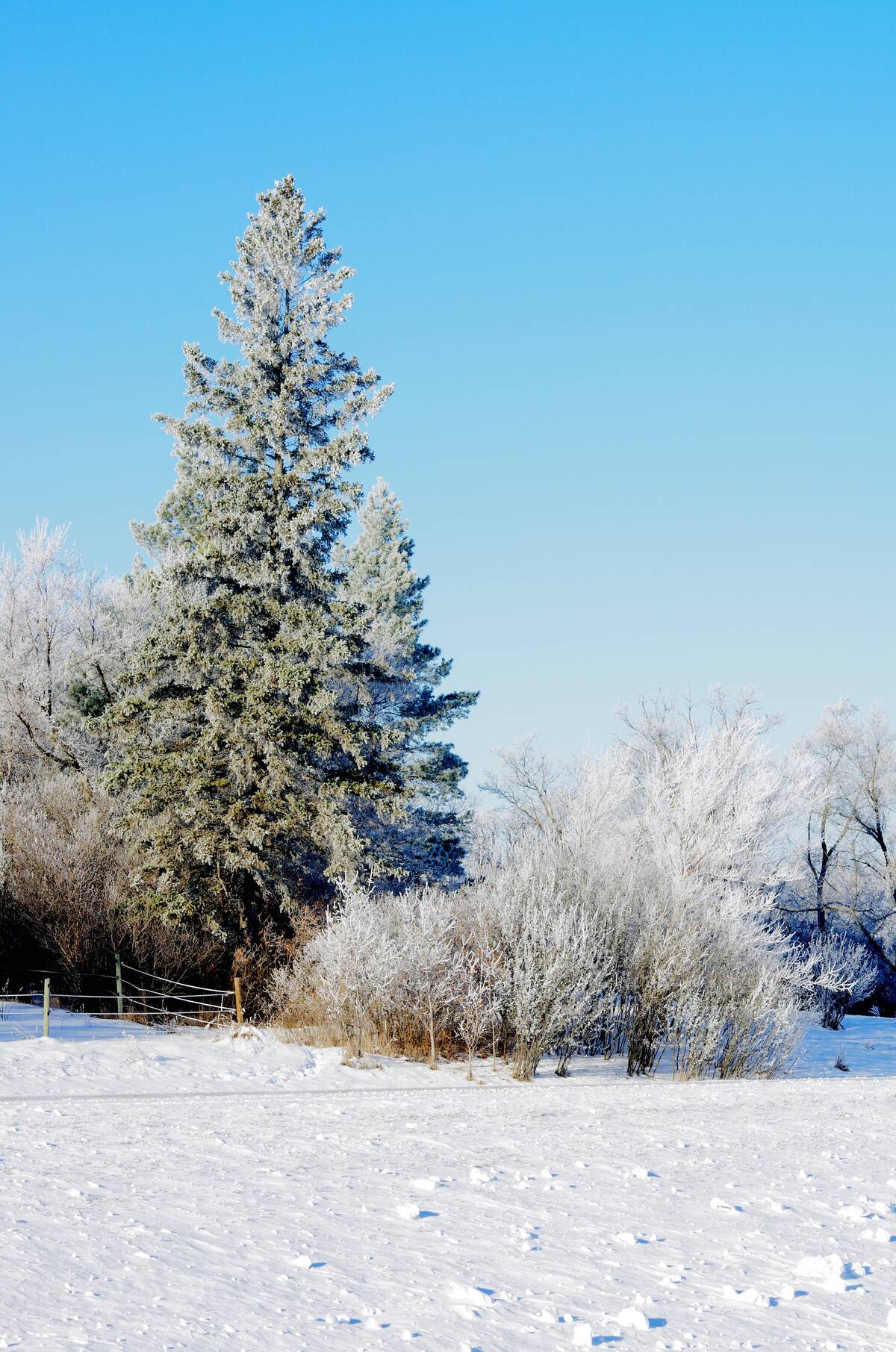 Frost glazes trees and bushes with white on a December morning. Photo: Alexis Stockford
