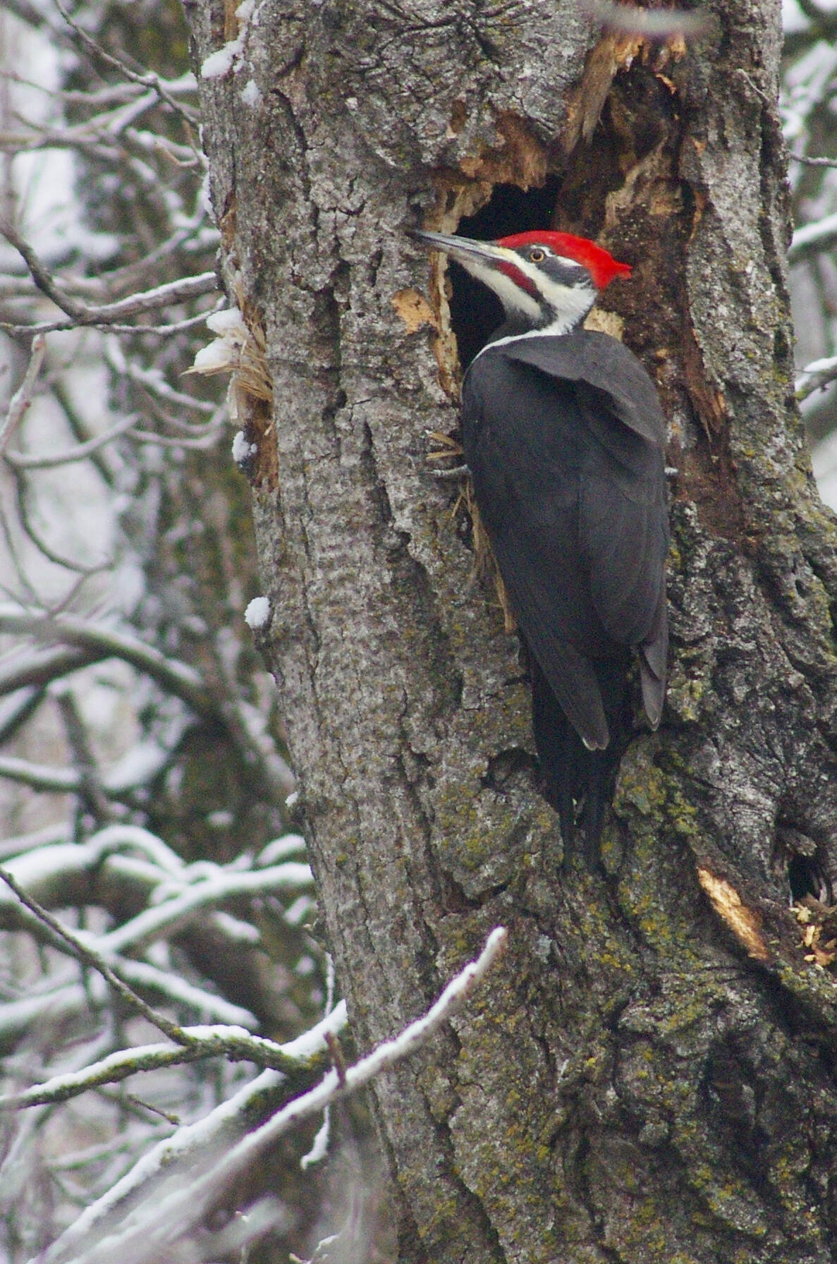 A pileated woodpecker makes its mark on a dead tree in central Manitoba amid freshly fallen snow in November. Photo: Alexis Stockford