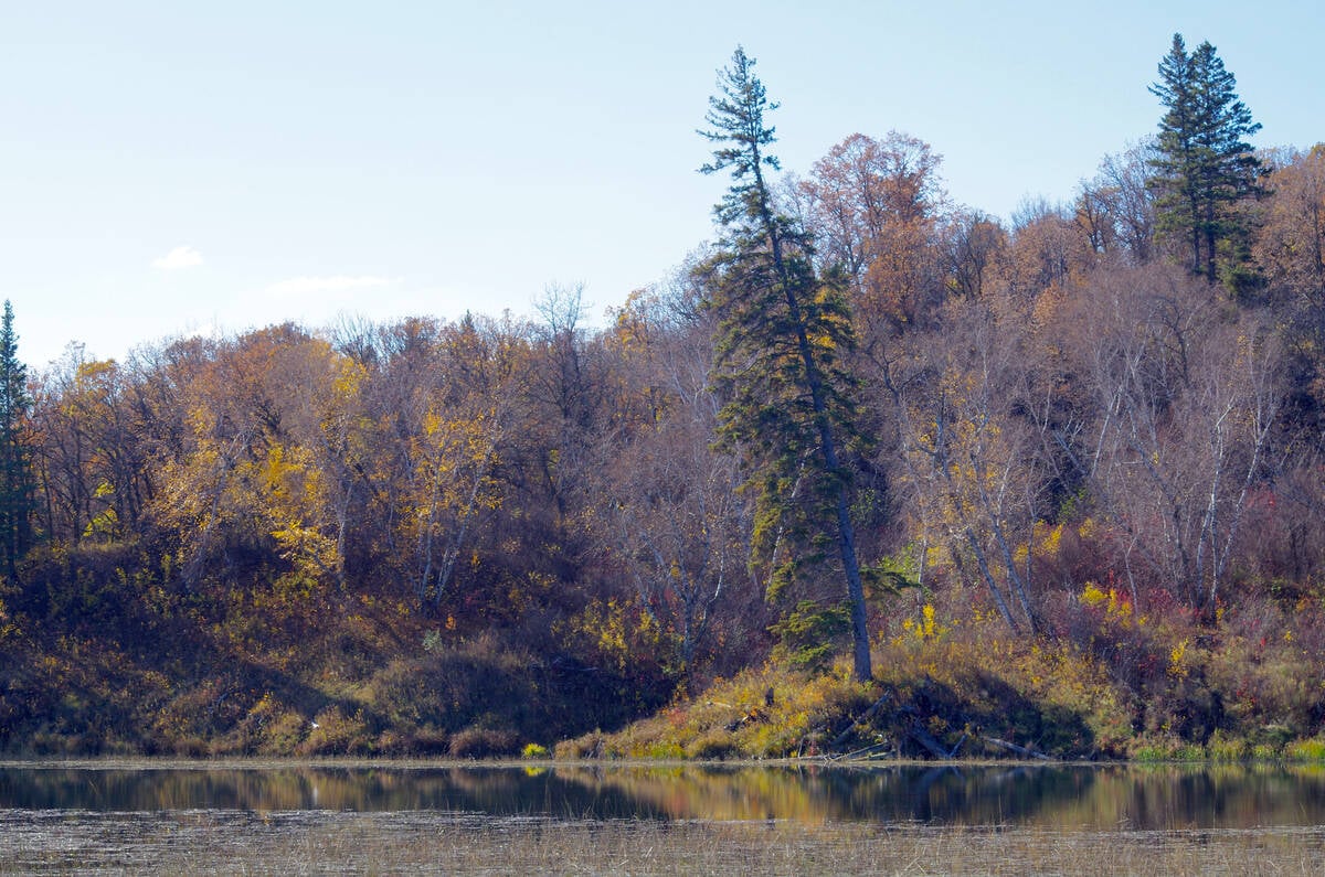 Deciduous trees at Marshs Lake in Spruce Woods Provincial Park hold onto their last leaves in October 2024. Photo: Alexis Stockford