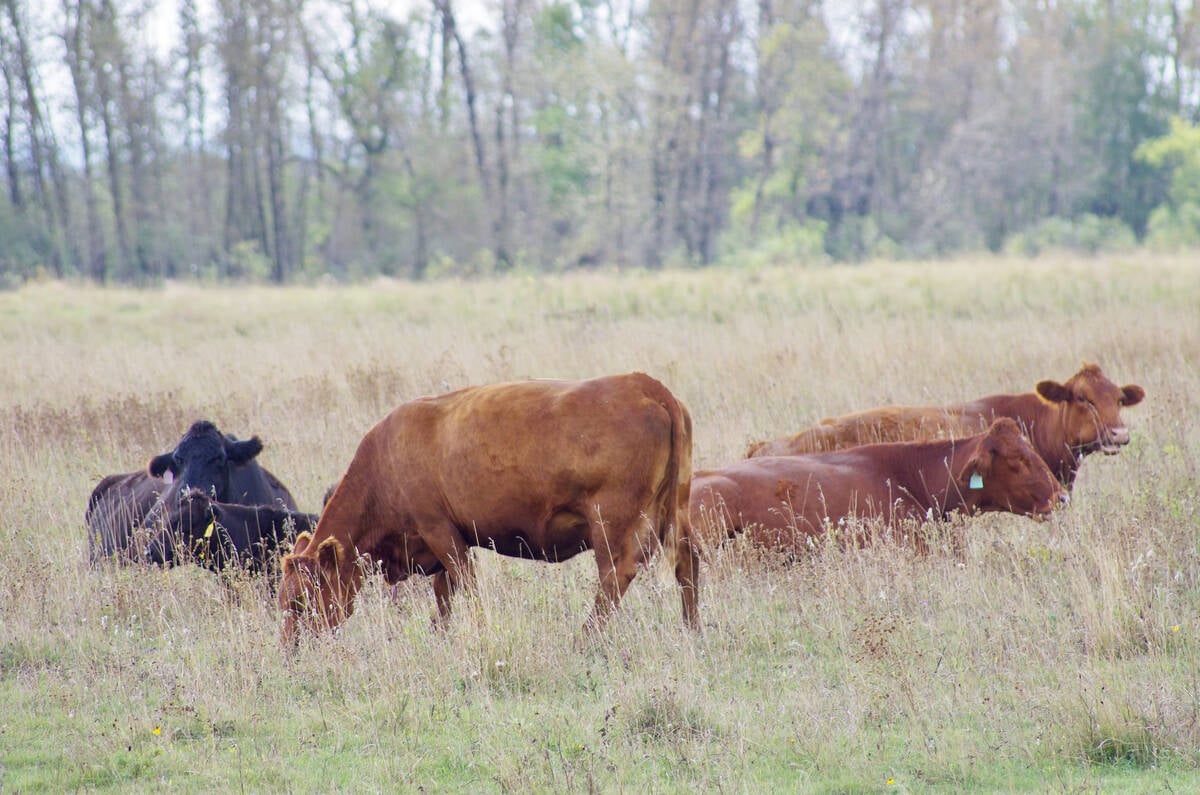 Cows graze fall pasture near Glenboro, Man.