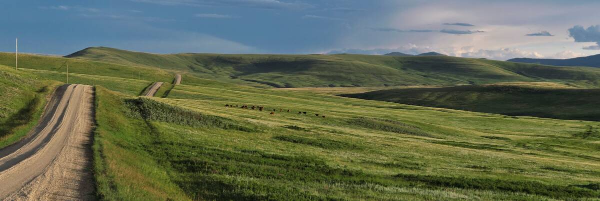 Fog fever, or “the grunts,” is generally triggered when cattle are moved from dry to lush pasture. Photo: Canada Beef