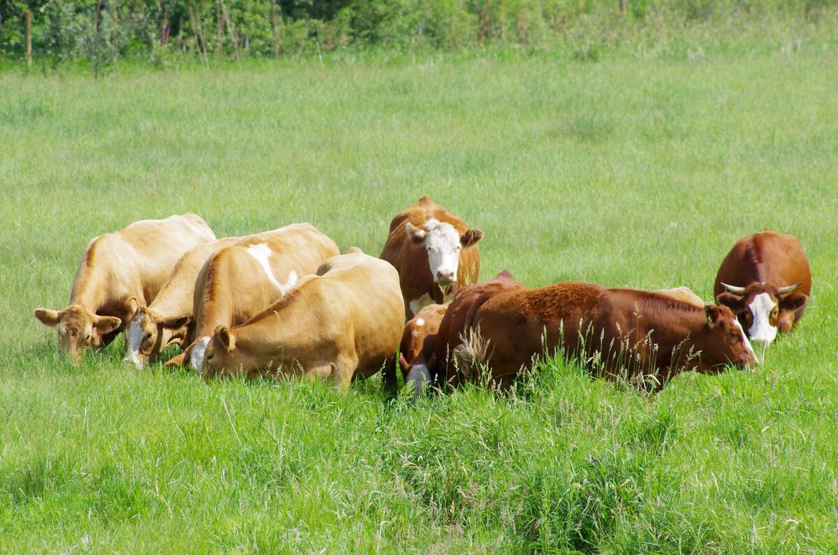 Fog fever, or “the grunts,” is a nutritional issue, veterinarians say. Photo: File