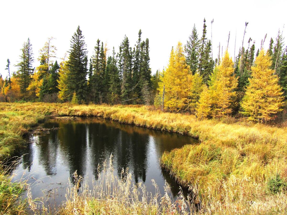 Tamaracks in Riding Mountain National Park show off their fall gold colouring. Photo: Donna Gamache