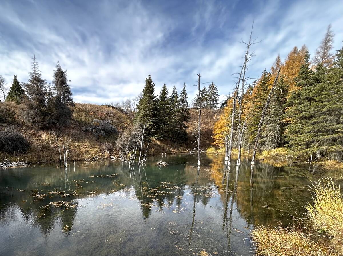 Spirit Sands, in Spruce Woods Provincial Park, is a popular hiking destination for a reason. Here, the turquoise waters of the Devil's Punch Bowl reflects the surrounding evergreen and tamarack trees in late fall. Photo: Alexis Stockford