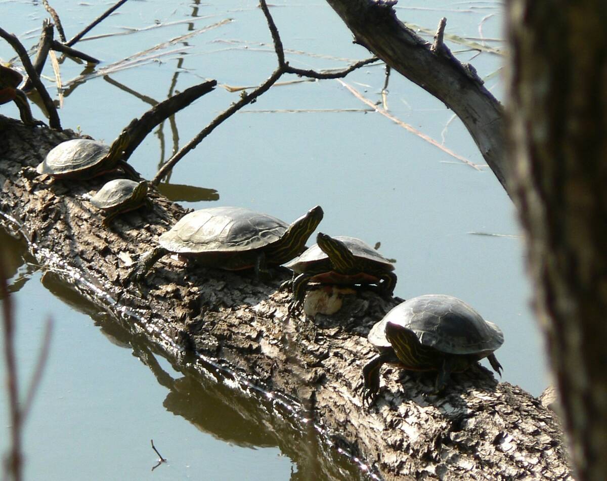 Turtles sun themselves along Marshs Lake in Spruce Woods Provincial Park. Photo: Donna Gamache