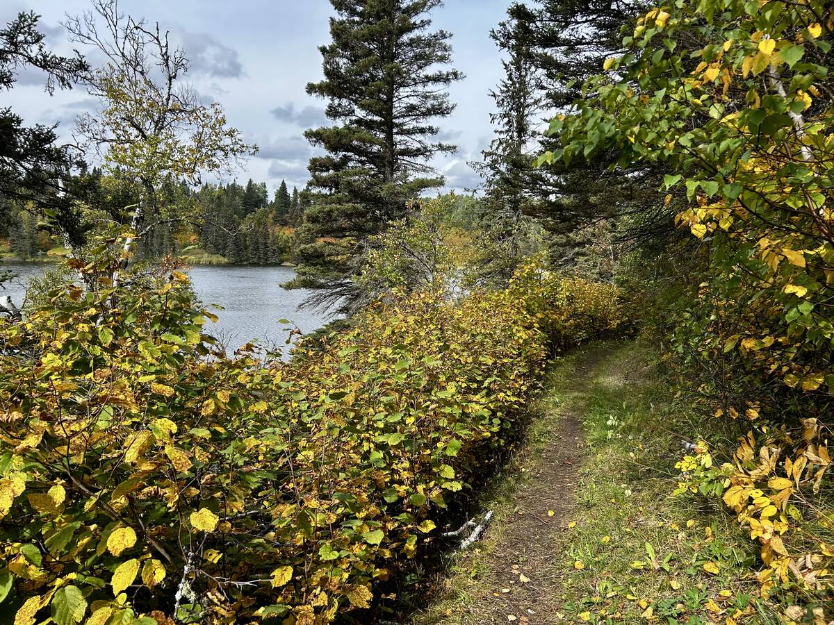 Leaves are beginning to change along the Bead Lakes trail in Riding Mountain National Park Sept. 13, 2025. Photo: Alexis Stockford