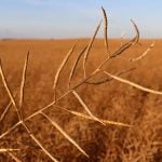 Canola pod. Photo: Robin Booker