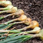 Harvest of fresh ripe organic pesticide free onion on the ground. Set in a row outside to naturally dry before storage. Rostovtsevayulia/iStock/Getty Images