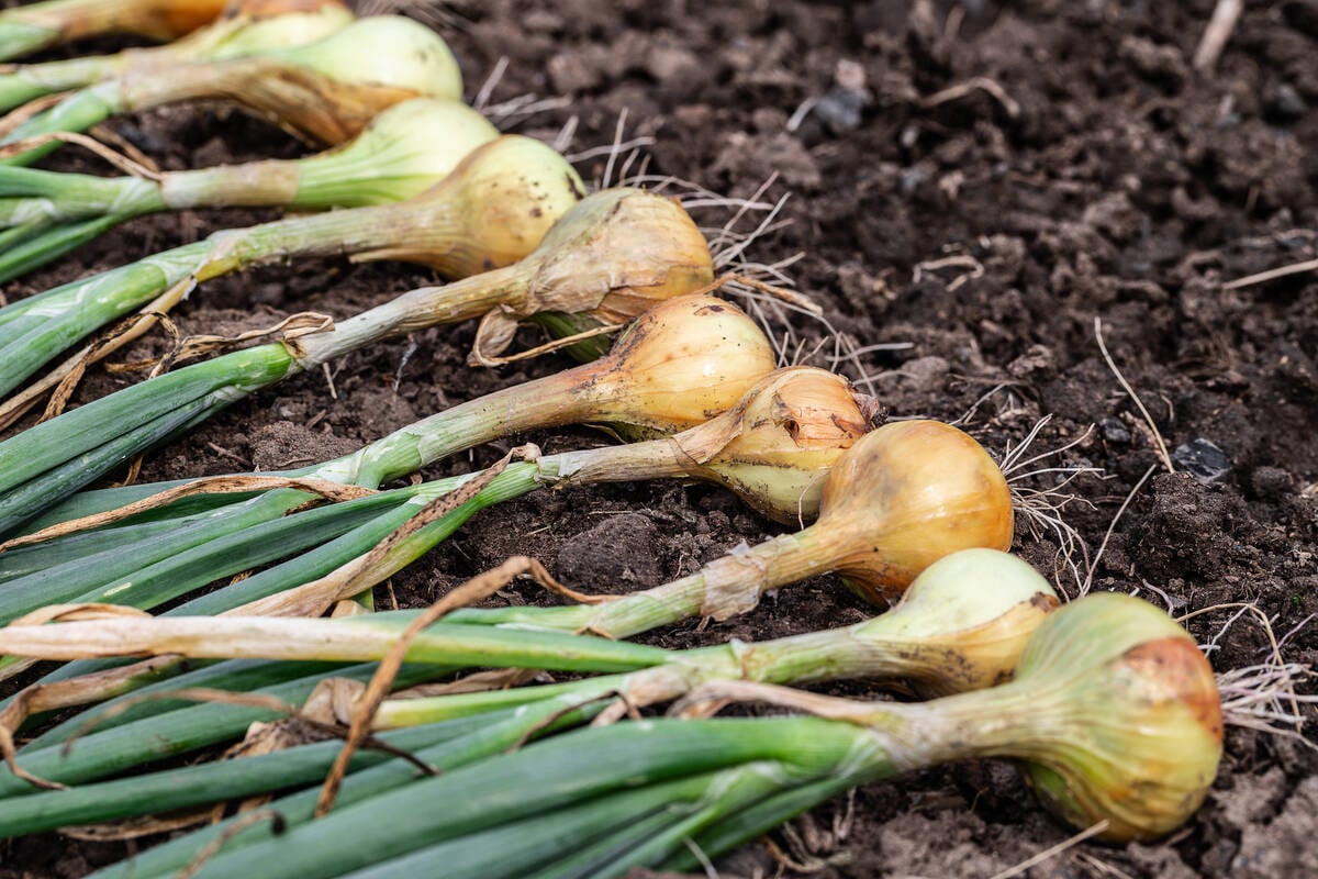 Harvest of fresh ripe organic pesticide free onion on the ground. Set in a row outside to naturally dry before storage. Rostovtsevayulia/iStock/Getty Images