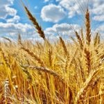 A wheat crop ripens in central Manitoba in early September. PHOTO: ALEXIS STOCKFORD